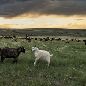 成人🔞高潮片免费网站小玩具
